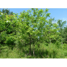 Орех серый "Juglans"