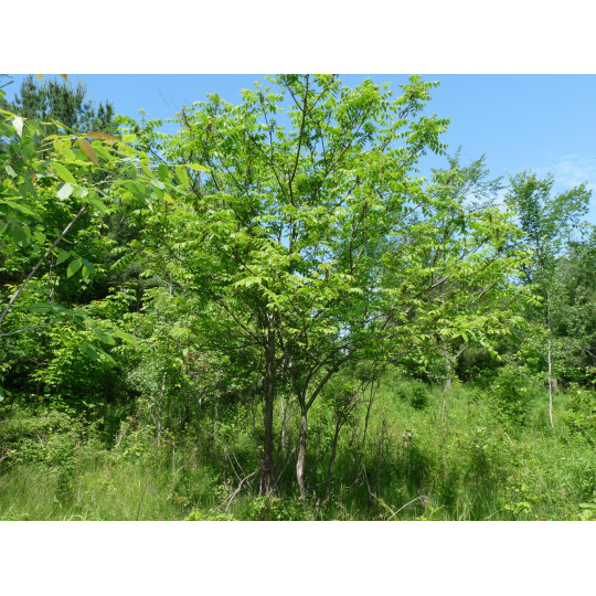 Орех серый "Juglans"