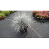 Овсяница сизая "Festuca"
