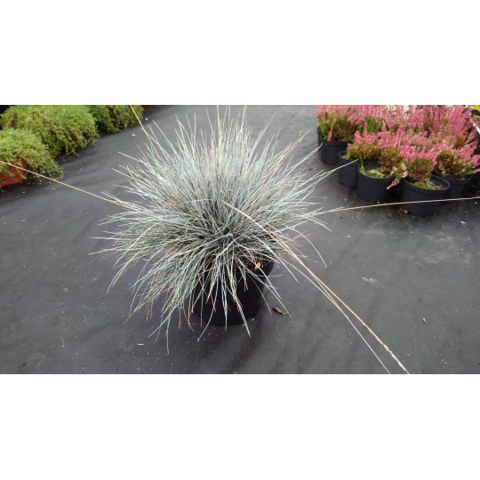 Овсяница сизая "Festuca"