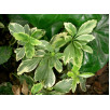 Пахизандра верхушечная "Variegata"