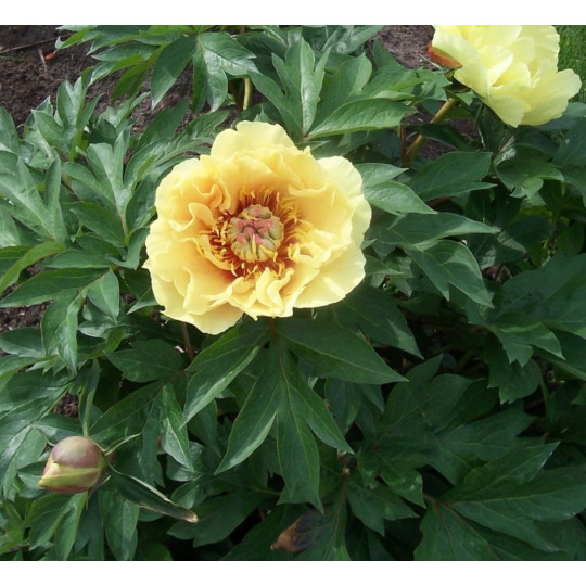 Пион Гарден Треже "Garden Treasure"