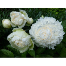 Пион Сноу Суприм "Snow Supreme"