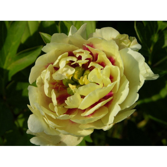 Пион Елоу Крон "Yellow Crown"