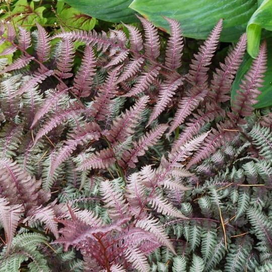 Папоротник ниппонский Бургунди Лэйс "Burgundy Lace"