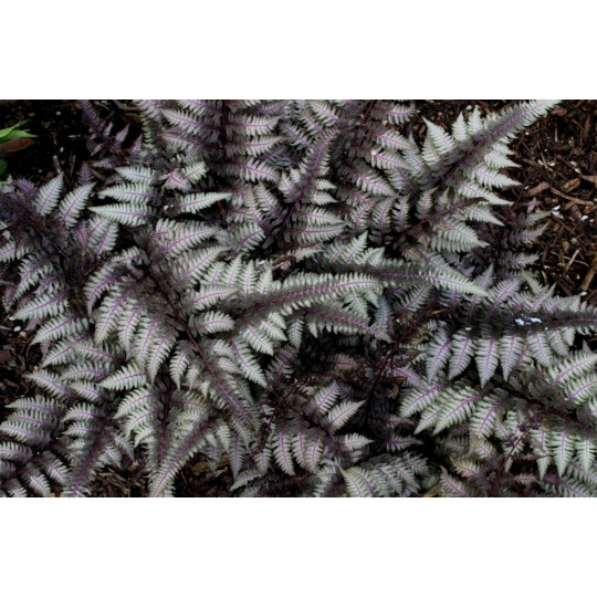 Папоротник ниппонский Бургунди Лэйс "Burgundy Lace"