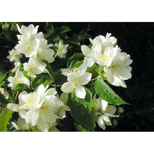 Чубушник венечный "Philadelphus"