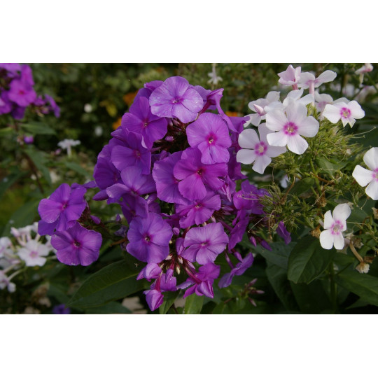 Флокс метельчатый Аметист "Amethyst"