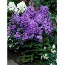 Флокс метельчатый Аметист "Amethyst"
