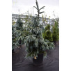Ель Энгельмана Глаука "Glauca"