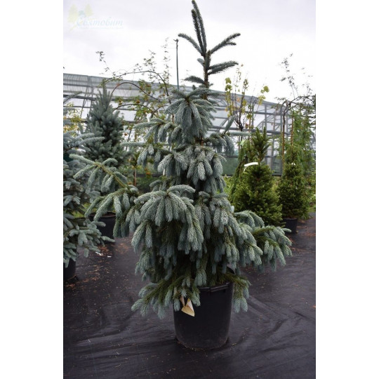 Ель Энгельмана Глаука "Glauca"