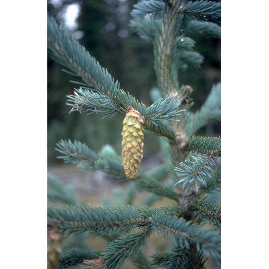 Ель Энгельмана Глаука "Glauca"