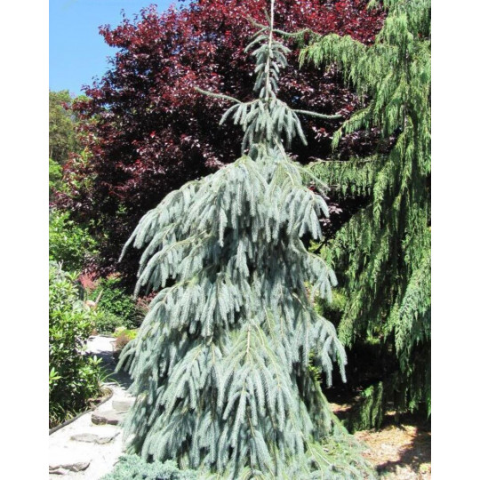 Ель Энгельмана Глаука "Glauca"