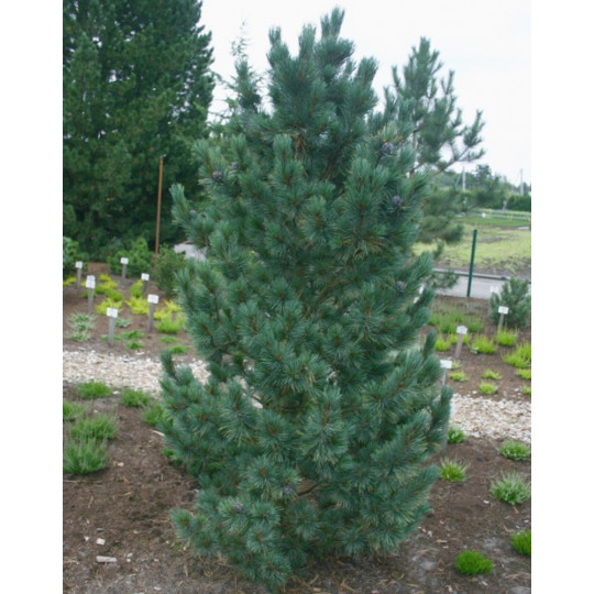 Сосна кедровая Компакта Глаука "Compacta Glauca"