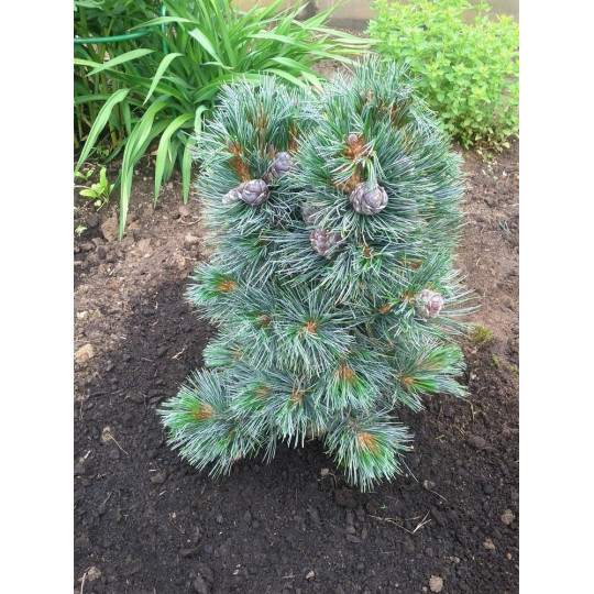 Сосна кедровая Глаука "Glauca"