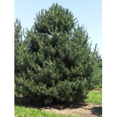 Сосна черная "Pinus"