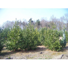 Сосна румелийская "Pinus"