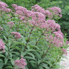 Посконник пятнистый "Atropurpureum"