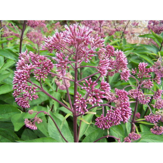 Посконник пятнистый "Atropurpureum"