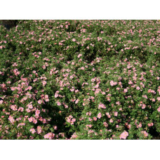Лапчатка кустарниковая Пинк Бьюти "Pink Beauty"