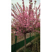 Миндаль (Луизеания) трехлопастный "Prunus"