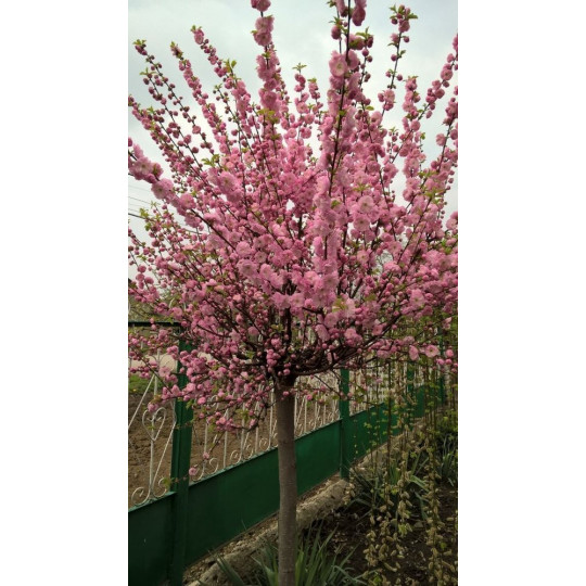 Миндаль (Луизеания) трехлопастный "Prunus"