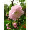 Миндаль (Луизеания) трехлопастный "Prunus"
