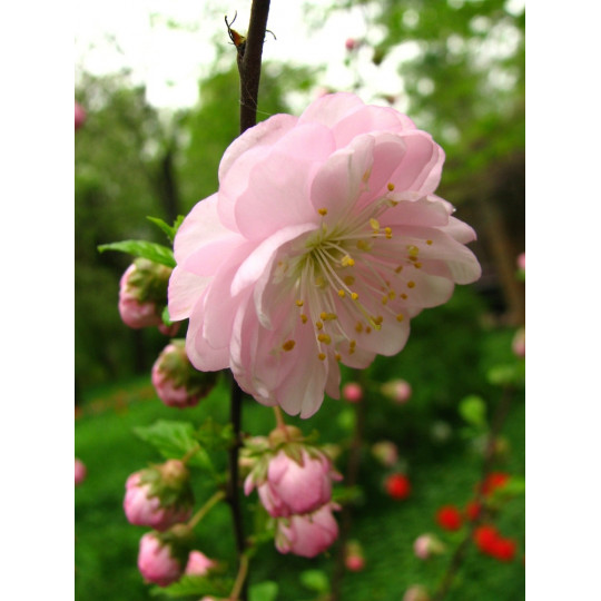 Миндаль (Луизеания) трехлопастный "Prunus"