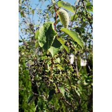 Черемуха виргинская "Virginiana"