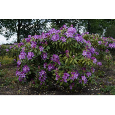 Рододендрон катевбинский "Boursault"