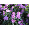 Рододендрон катевбинский "Grandiflorum"