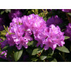 Рододендрон катевбинский "Grandiflorum"