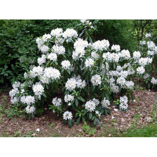 Рододендрон гибридный "Cunningham's White"