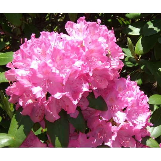 Рододендрон гибридный Инглиш Розеум "English Roseum"