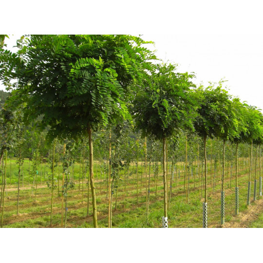 Робиния лжеакация Умбракулифера "Umbraculifera"
