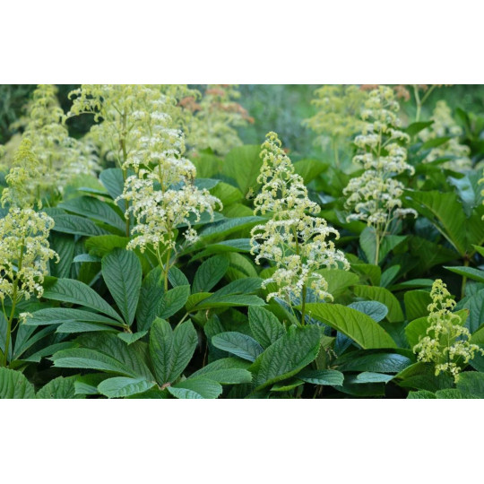 Роджерсия конскокаштанолистная "Rodgersia"