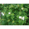 Роза морщинистая "Rugosa"
