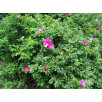 Роза морщинистая "Rugosa"