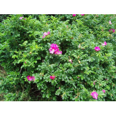 Роза морщинистая "Rugosa"
