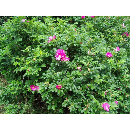 Роза морщинистая "Rugosa"