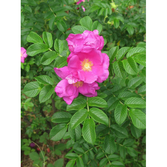 Роза морщинистая "Rugosa"