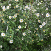 Роза бедренцеволистная "Pimpinellifolia"
