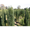 Тис ягодный "Taxus"