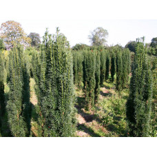 Тис ягодный "Taxus"
