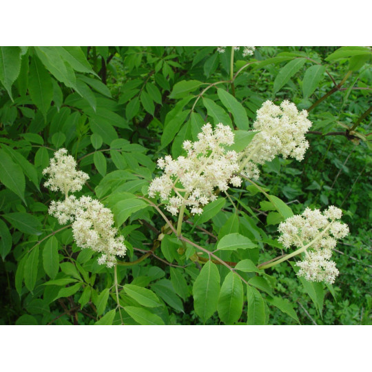 Бузина Красная "Racemosa"