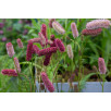 Кровохлебка Мензиса "Sanguisorba"