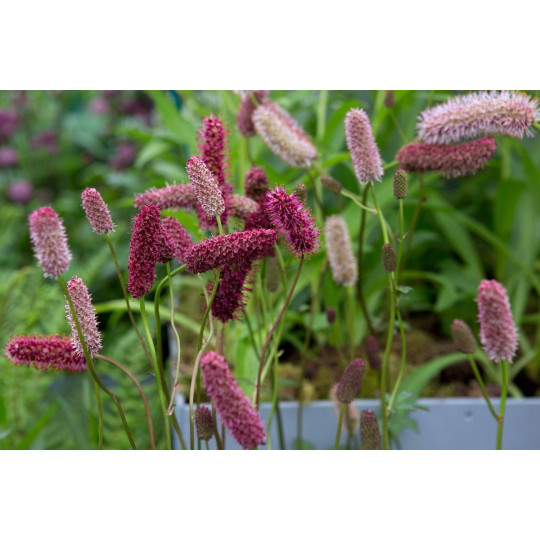 Кровохлебка Мензиса "Sanguisorba"