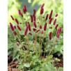 Кровохлебка Мензиса "Sanguisorba"