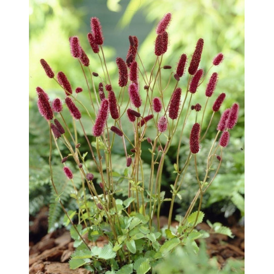 Кровохлебка Мензиса "Sanguisorba"