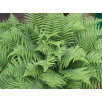 Щитовник мужской "Dryopteris"